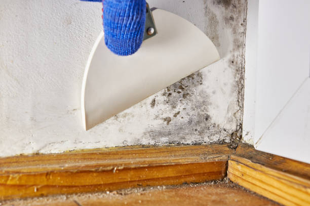 Best Indoor Air Quality Assessment  in Shawano, WI